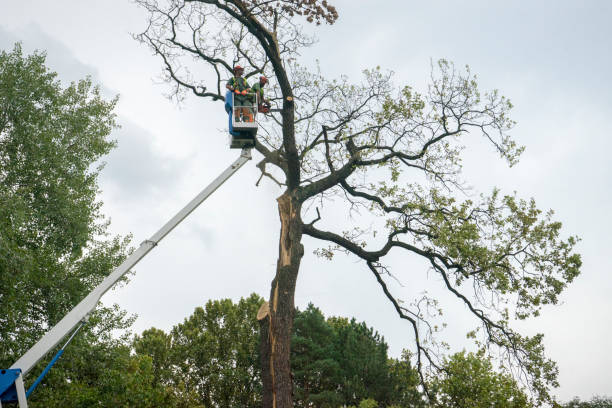 Trusted Oak Forest, IL Tree Care Services Experts